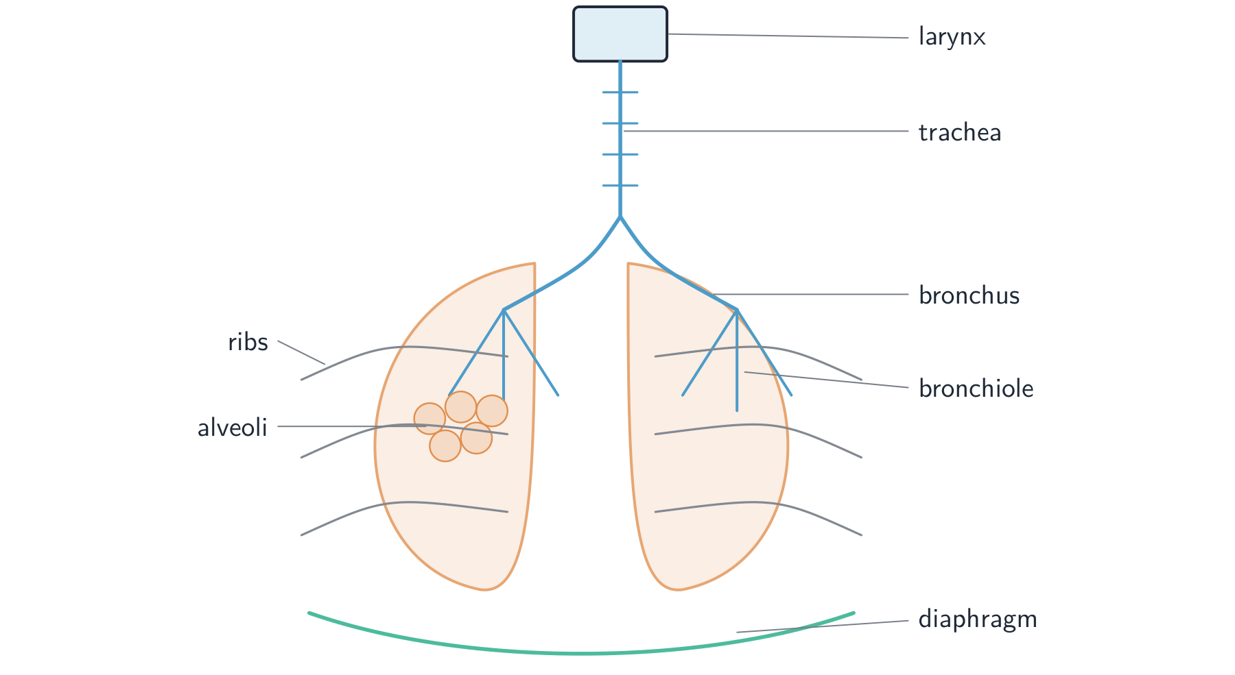 The breathing system: the larynx and trachea lead to two bronchi, one into each lung, branching into bronchioles that end in clusters of alveoli; cartilage rings hold the trachea open, the chest wall is ribs with intercostal muscles between them, and the domed diaphragm lies under the lungs