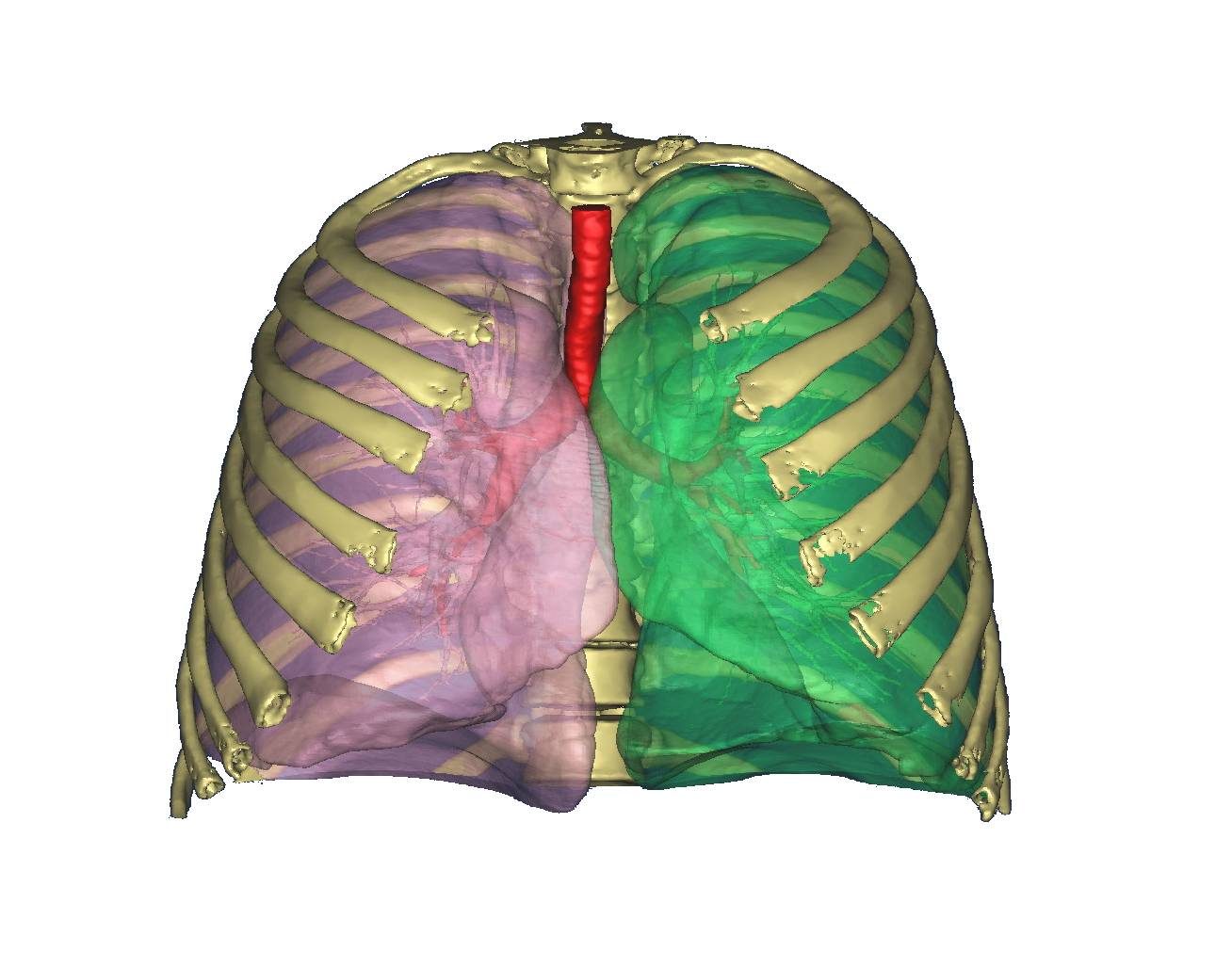 Gas exchange happens across the huge surface of the lungs