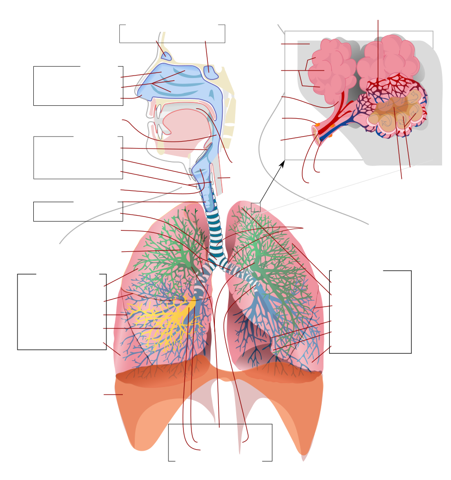 The human lungs