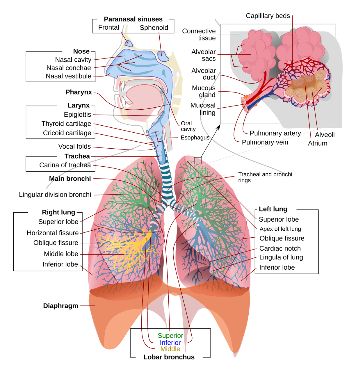 The lungs are the gas-exchange organs of the body