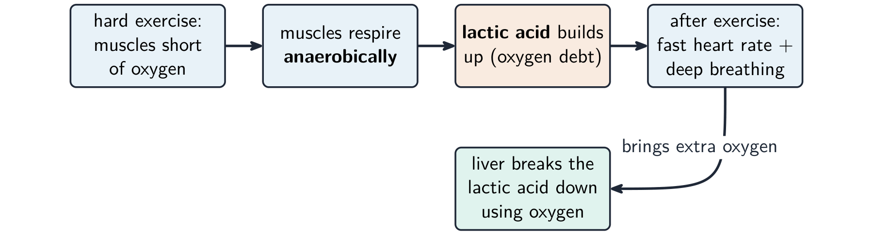 A flow chart: hard exercise leaves muscles short of oxygen, so they respire anaerobically and lactic acid builds up (the oxygen debt); after exercise a fast heart rate and deep breathing bring extra oxygen so the liver can break the lactic acid down