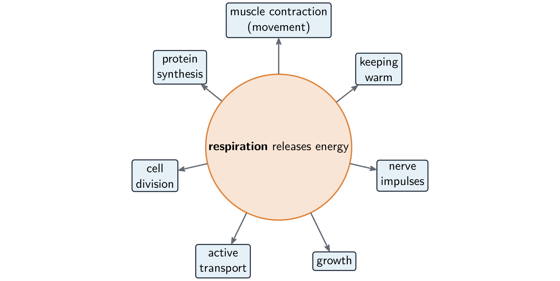 A hub diagram with "respiration releases energy" in the centre and arrows out to its uses: muscle contraction, protein synthesis, cell division, active transport, growth, nerve impulses and keeping warm