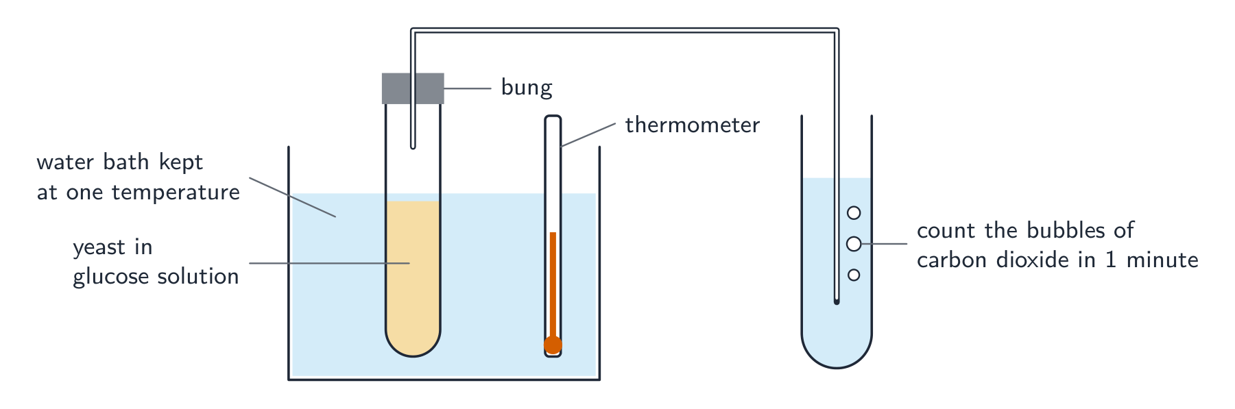 A boiling tube of yeast in glucose solution stands in a water bath with a thermometer. A delivery tube from its bung leads into a tube of water, where bubbles of carbon dioxide come out
