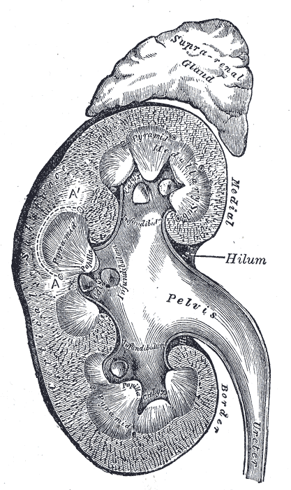 A cross-section of the human kidney