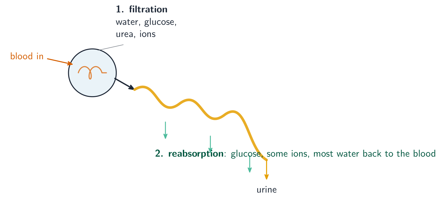 Un néphron : le sang entre dans le glomérule où la filtration force l'eau, le glucose, l'urée et les ions à entrer dans le tube ; alors que le liquide circule le long du tube, le glucose, certains ions et la plupart de l'eau sont réabsorbés dans le sang, laissant l'urine