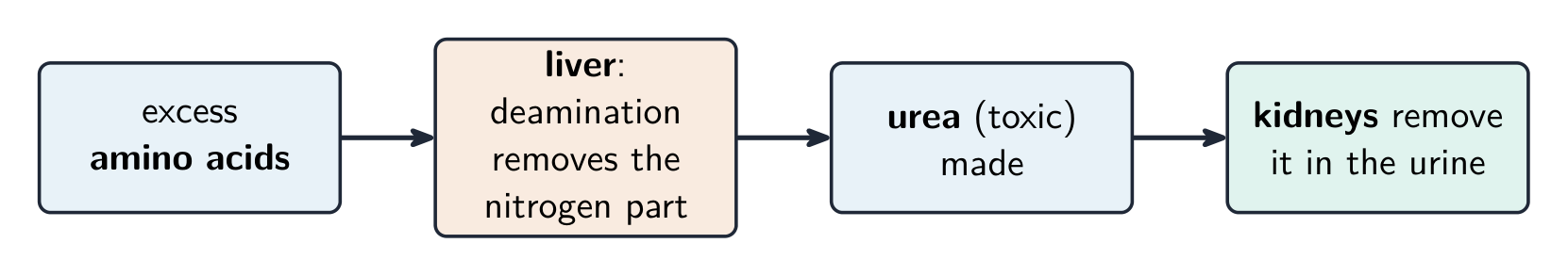 The liver makes urea from excess amino acids; the kidneys excrete it