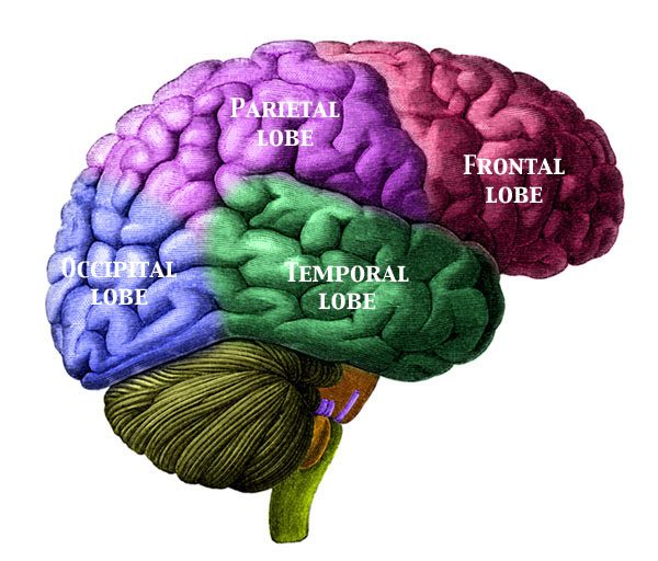 The brain coordinates the body through the nervous system