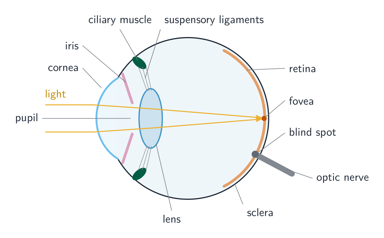 The eye in section: light enters through the cornea, passes through the pupil (the gap in the iris), is focused by the lens onto the retina at the back (sharpest at the fovea); ciliary muscles and suspensory ligaments hold the lens, and impulses leave along the optic nerve at the blind spot