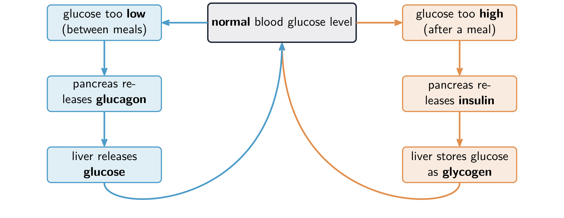 Insulin lowers blood glucose and glucagon raises it, keeping it near a normal level