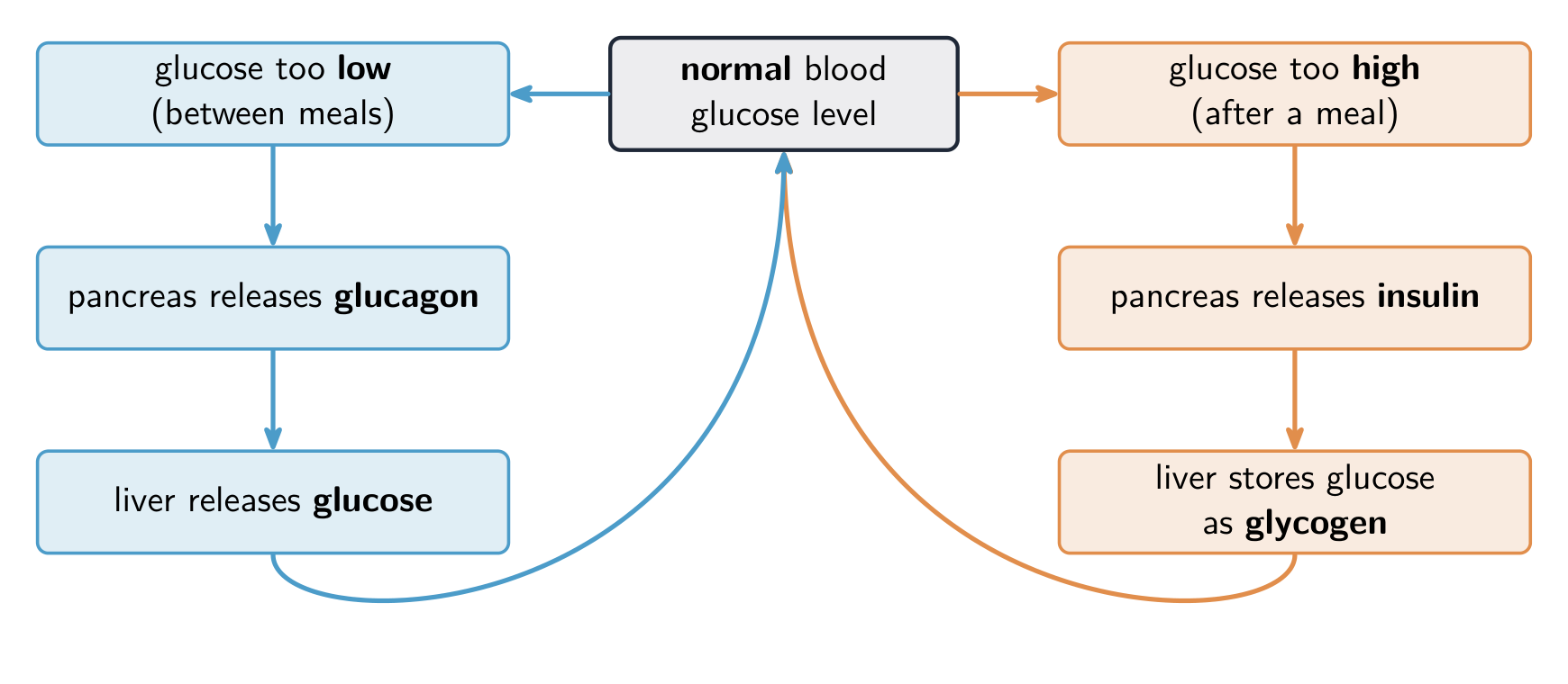 Insulin lowers blood glucose and glucagon raises it, keeping it near a normal level
