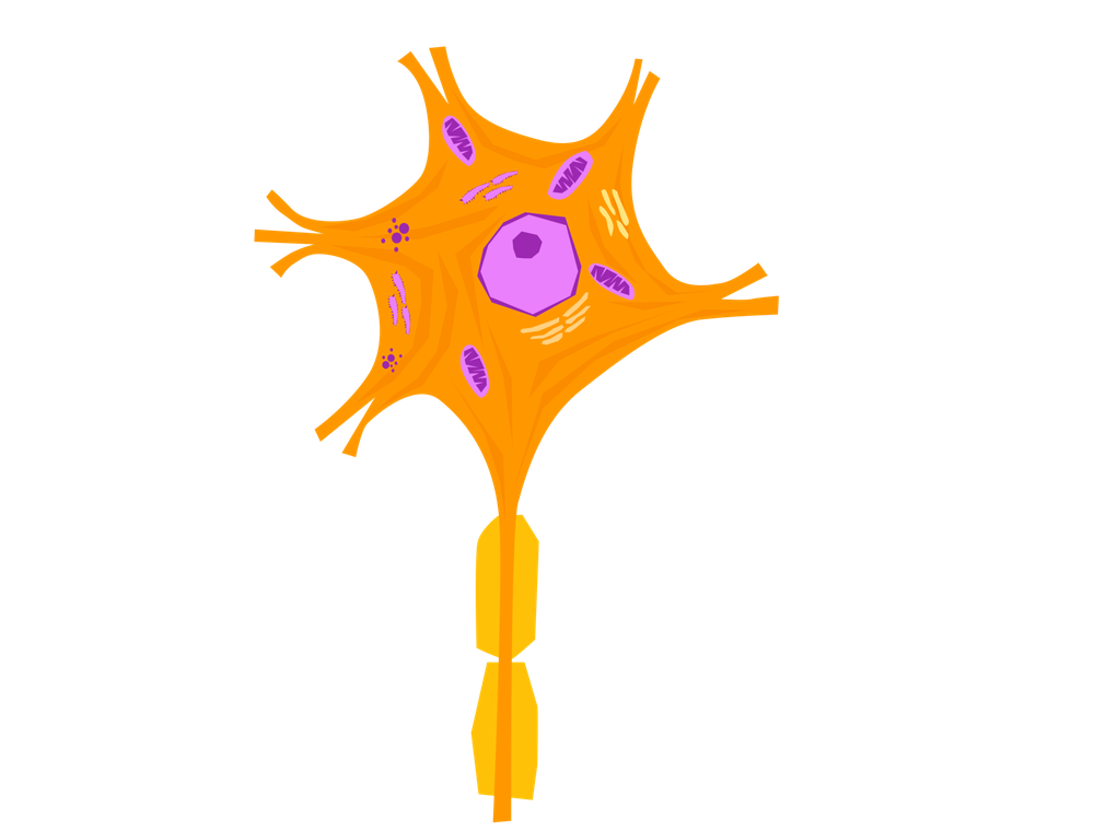 A microscope image of a neurone