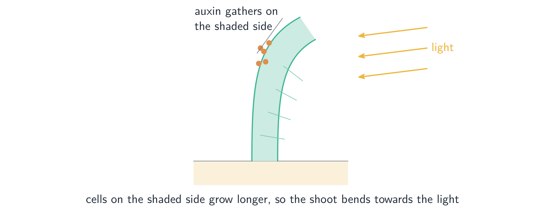 Auxin gathers on the shaded side and makes those cells grow longer, bending the shoot to the light