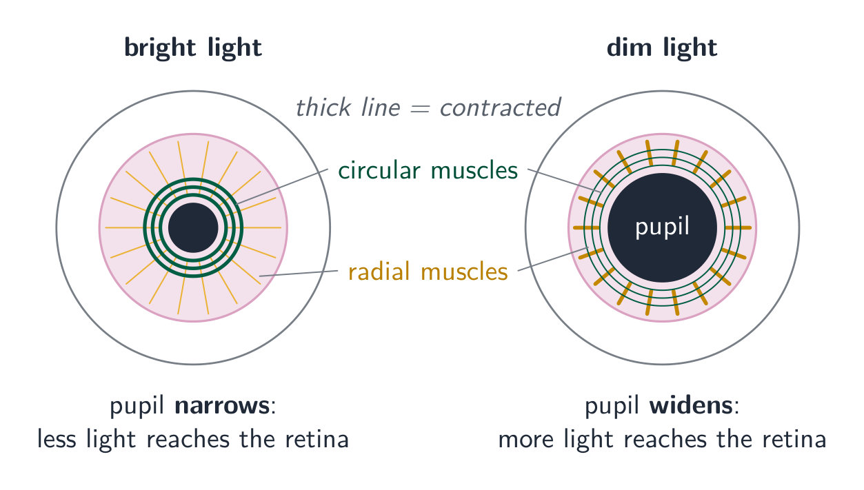 Two front views of the iris: in bright light the thick circular muscles have contracted and the pupil is small; in dim light the thick radial muscles have contracted and the pupil is wide