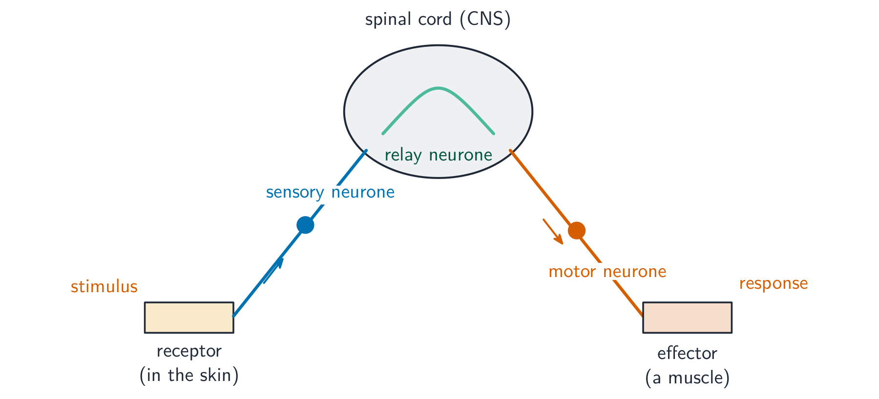 A reflex arc: a stimulus is detected by a receptor in the skin; the impulse travels along a sensory neurone to a relay neurone in the spinal cord, then along a motor neurone to an effector muscle