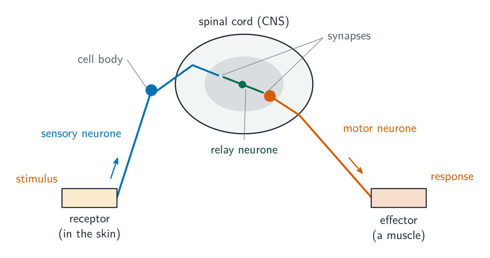 A reflex arc: a stimulus is detected by a receptor in the skin; the impulse travels along a sensory neurone to a relay neurone in the spinal cord, then along a motor neurone, whose cell body is inside the cord, to an effector muscle; synapses join the neurones