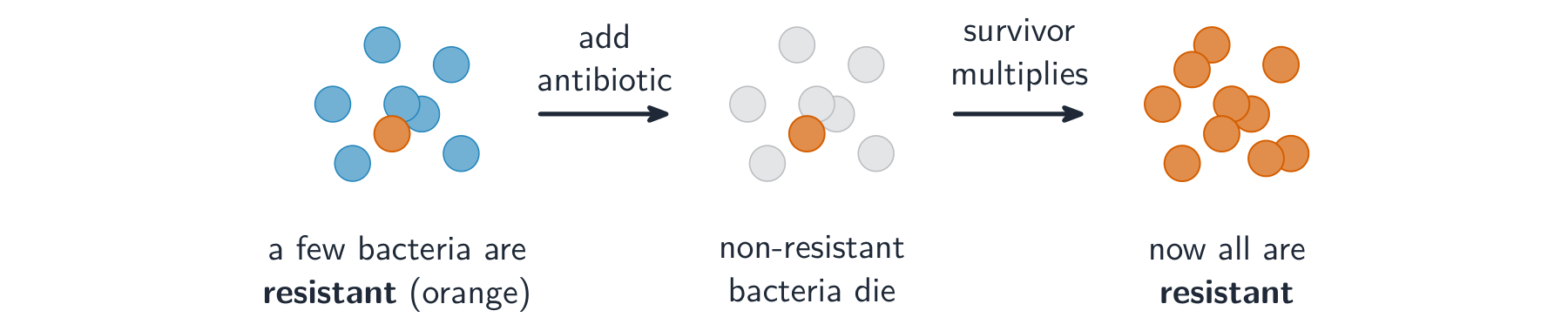 Resistant bacteria survive the antibiotic and multiply, so the whole population becomes resistant