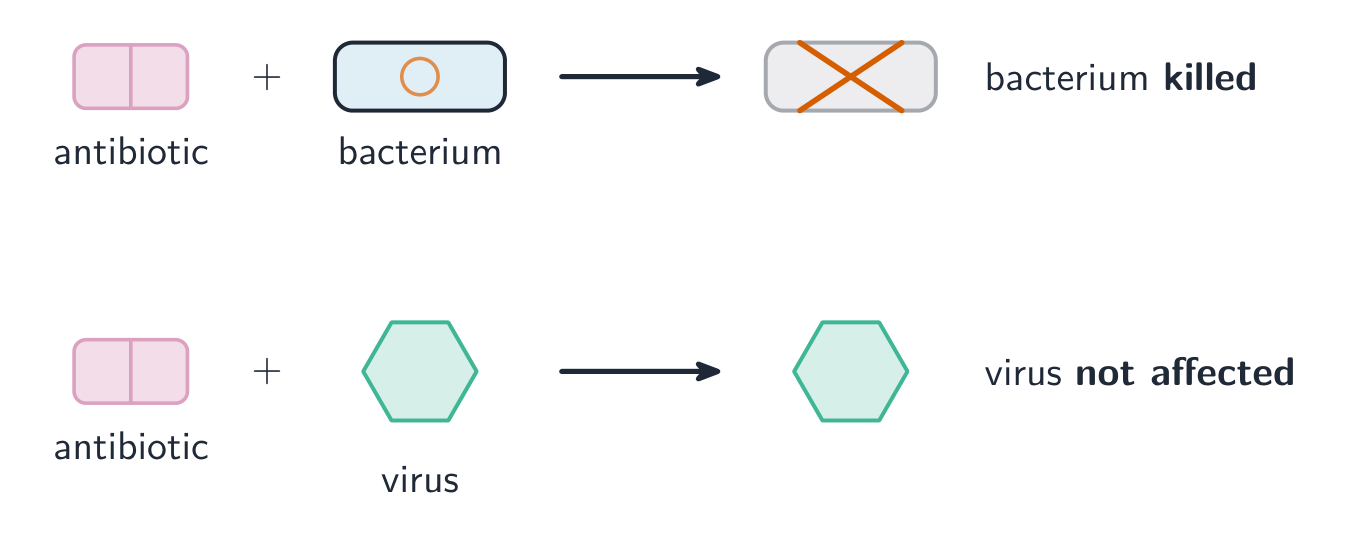 Antibiotics kill bacteria but have no effect on viruses