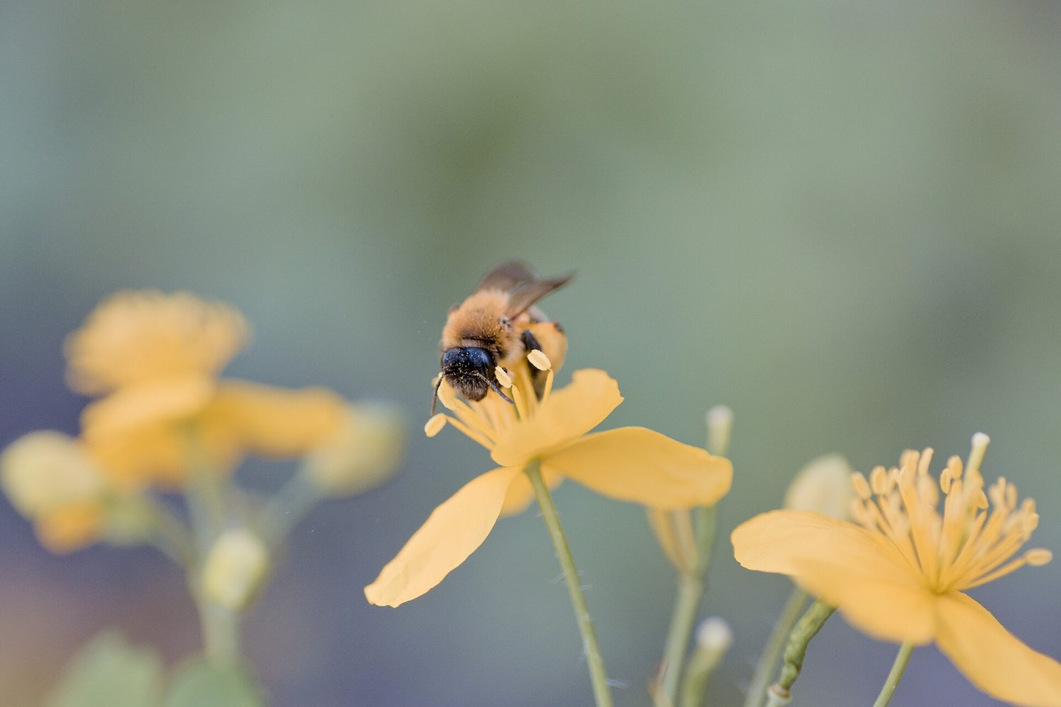 A bee on a yellow flower, its body dusted with pollen from the anthers
