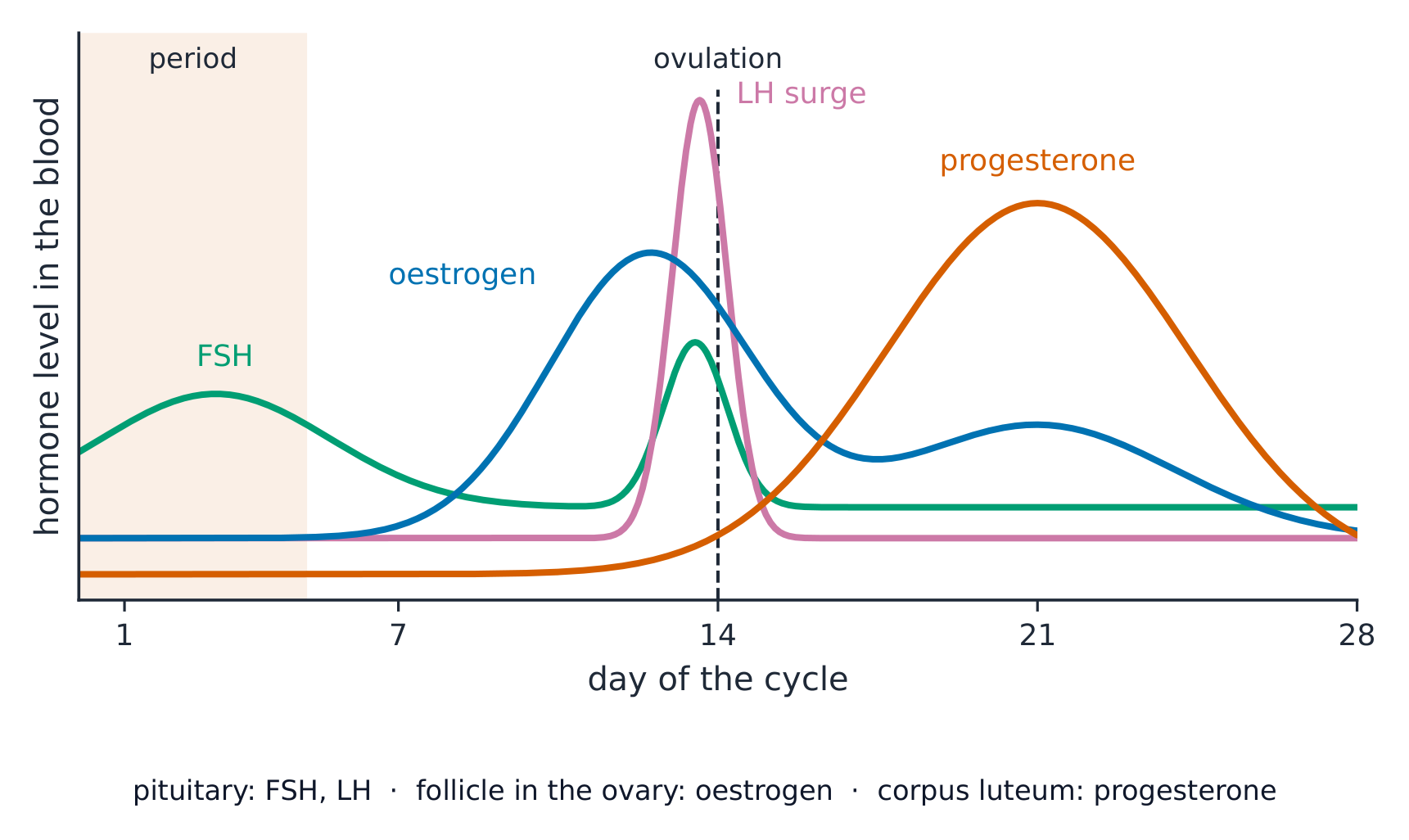 Four hormone levels over a 28-day cycle. FSH is raised early in the cycle and has a small peak at day 14. Oestrogen rises from about day 7 to a peak just before day 14, falls, then rises a little again around day 21. LH stays low except for a sharp surge just before ovulation at day 14. Progesterone stays low until after ovulation, peaks around day 21 and falls by day 28. Below: FSH and LH are made by the pituitary, oestrogen by the follicle in the ovary, progesterone by the corpus luteum