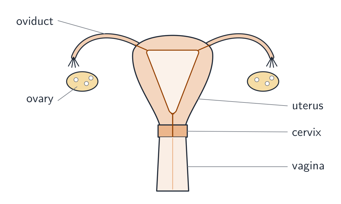 A front view of the female reproductive system: two ovaries, each beside the funnel-shaped end of an oviduct; the oviducts lead into the top corners of the uterus, whose thick muscular wall surrounds a small cavity; the cervix closes the base of the uterus above the vagina