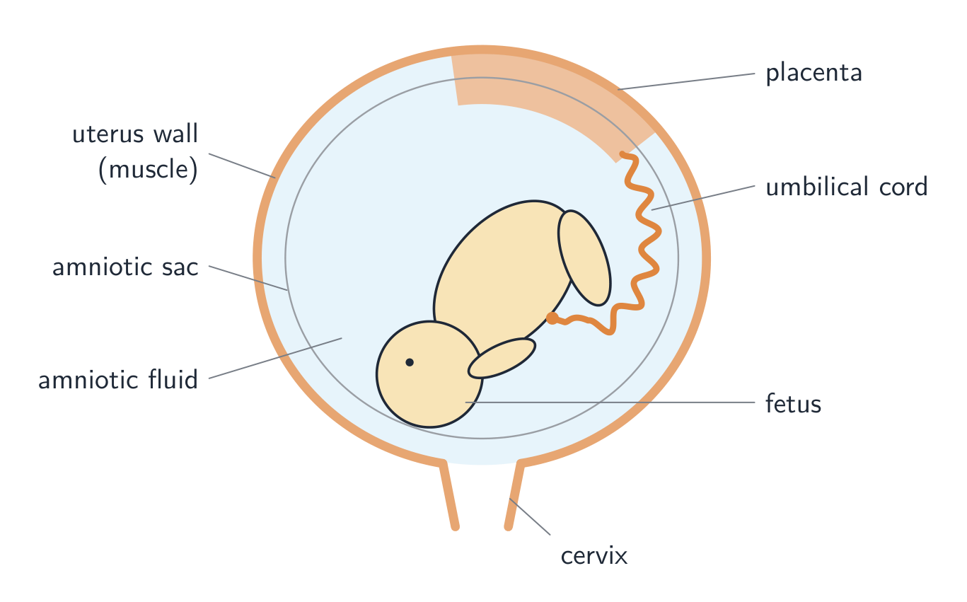 A fetus curled in the uterus: the placenta on the uterus wall is joined to the fetus's belly by the umbilical cord, and the fetus floats in amniotic fluid inside the amniotic sac, with the cervix below