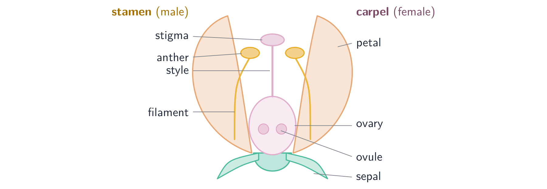 An insect-pollinated flower: the male stamens and the female carpel