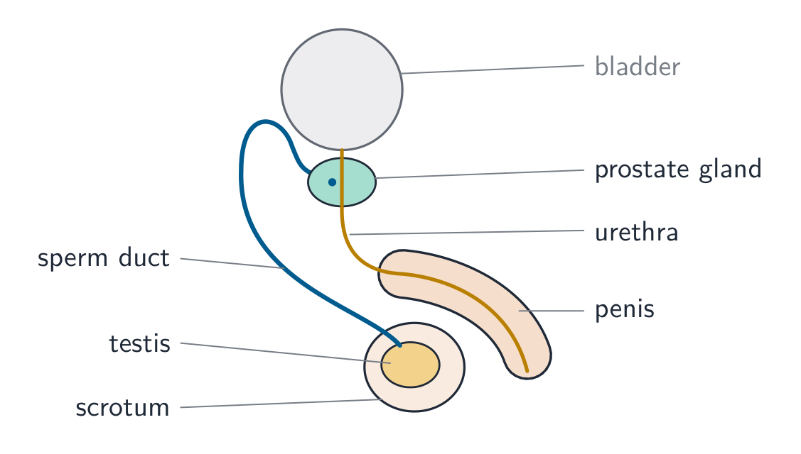 A simplified side view of the male reproductive system: a testis inside the scrotum, a sperm duct running from it up beside the bladder to join the urethra at the prostate gland, and the urethra running from the bladder through the prostate and along the penis