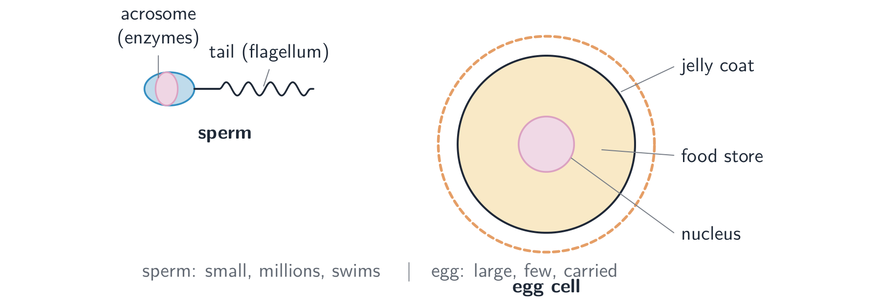 Human gametes: many small sperm cells and one large egg cell