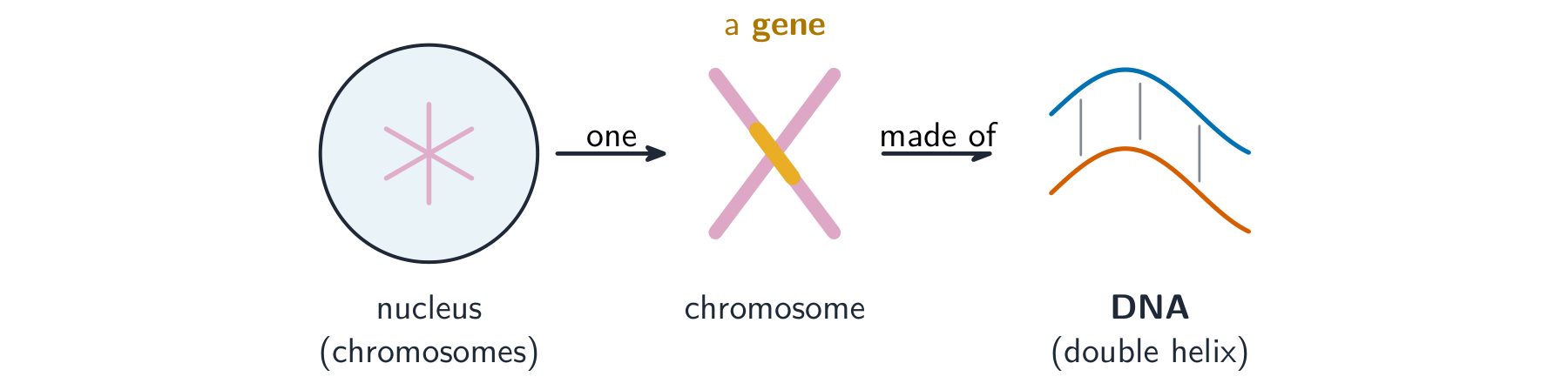 A zoom-in: the nucleus holds chromosomes; one chromosome is an X-shape carrying a gene as a coloured band; the chromosome is made of DNA, a double helix