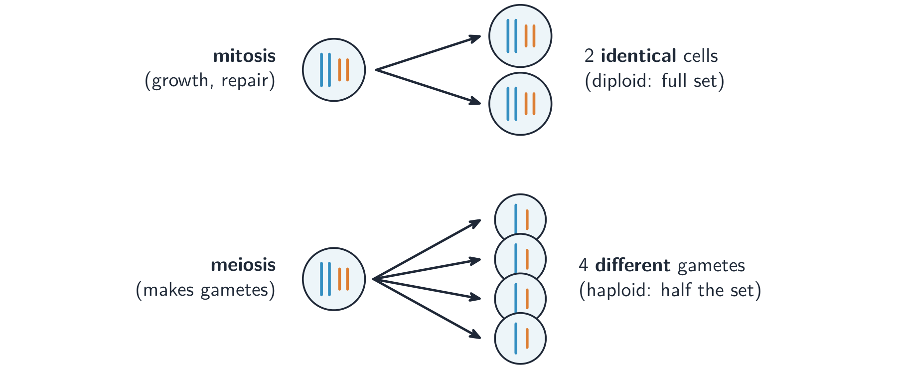 Mitosis splits one cell into two identical diploid cells (for growth and repair); meiosis splits one cell into four different haploid gametes, each with half the chromosomes