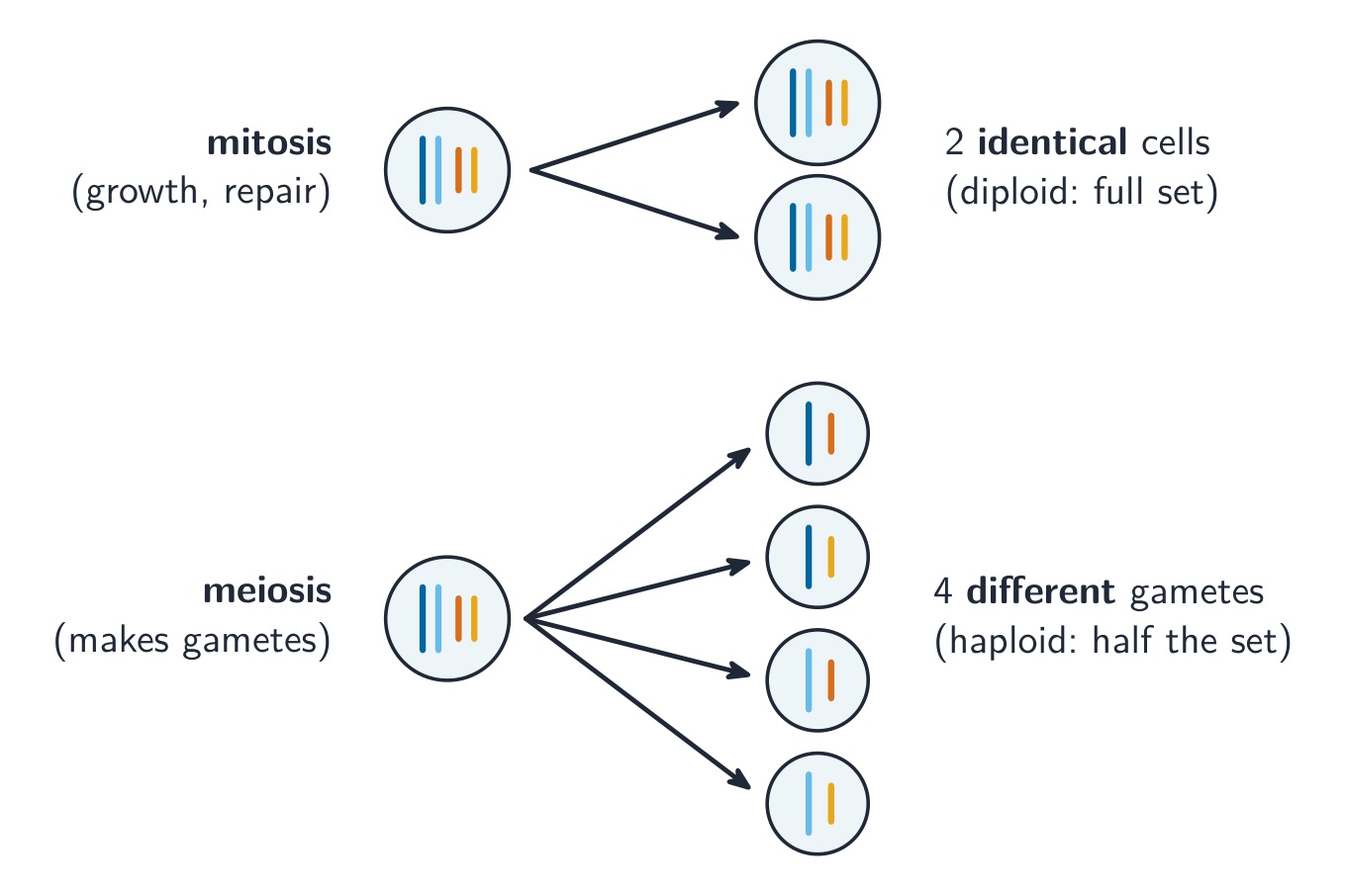 Mitosis splits one cell into two identical diploid cells (for growth and repair); meiosis splits one cell into four different haploid gametes, each with one chromosome from each pair, in different combinations