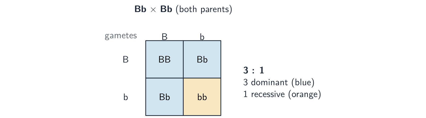 A Punnett square for Bb × Bb: the four offspring boxes are BB, Bb, Bb and bb, giving three with the dominant feature and one with the recessive feature — a 3 to 1 ratio
