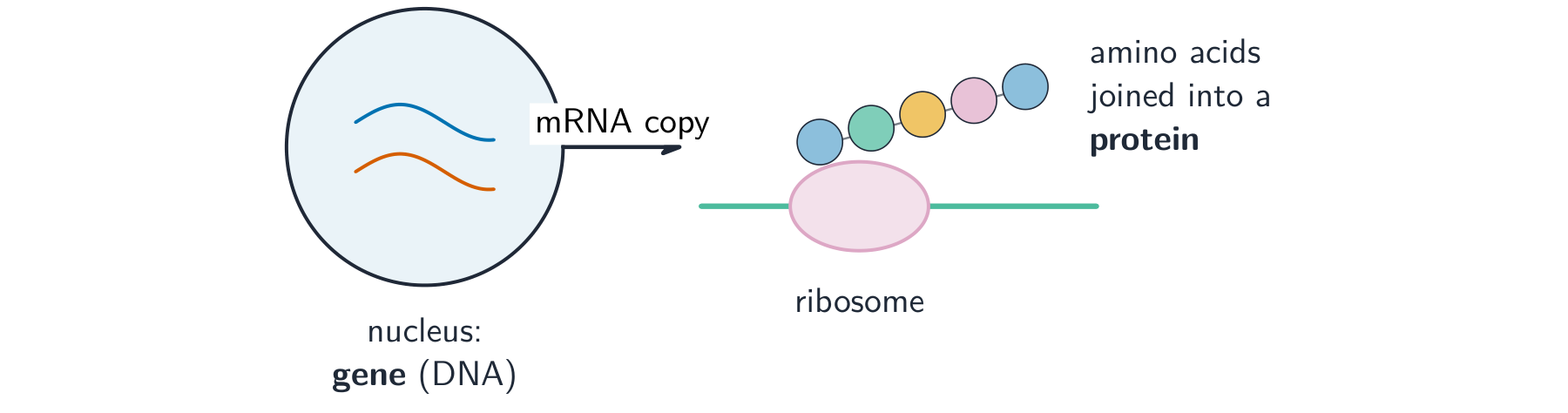 mRNA copies a gene, then a ribosome reads it to build a protein from amino acids