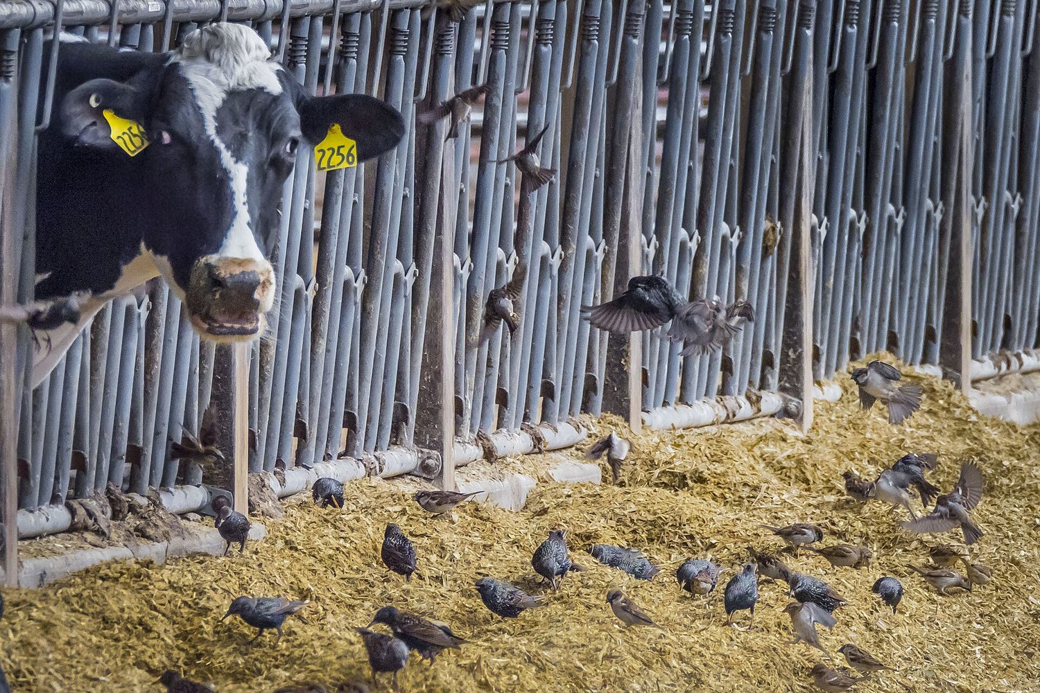 A herd of black-and-white dairy cows in a barn, all of the same breed