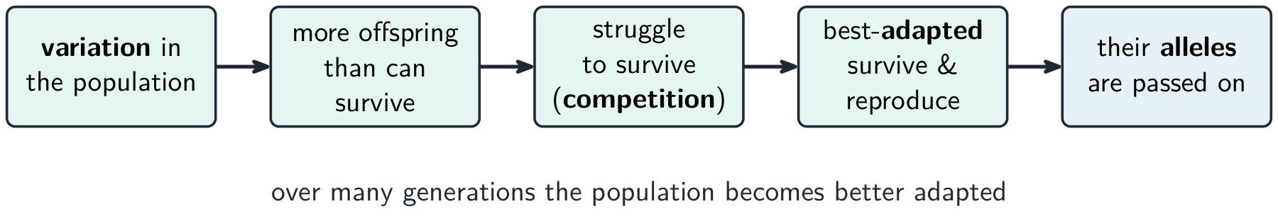 Natural selection: the best-adapted survive, reproduce and pass on their alleles