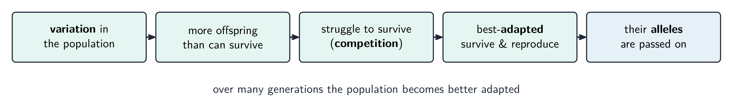Natural selection: the best-adapted survive, reproduce and pass on their alleles