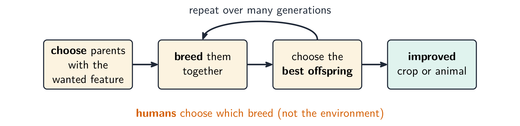 In selective breeding, humans choose which organisms breed, over many generations