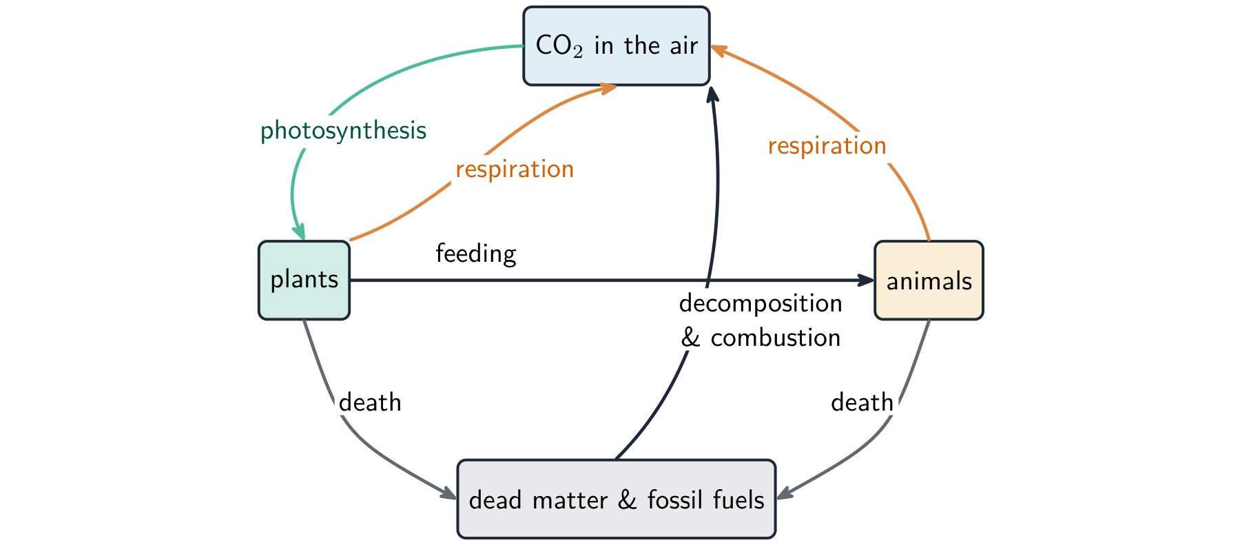 The carbon cycle: photosynthesis removes CO2; respiration, combustion and decay return it