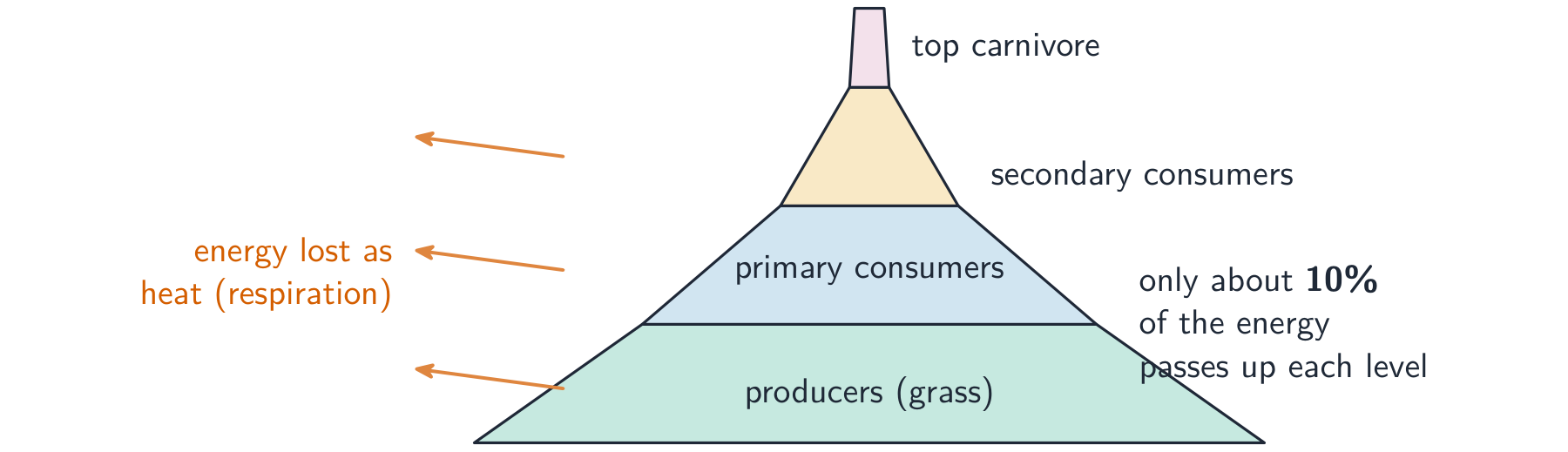 Only about 10% of energy passes up each level, so the levels get smaller
