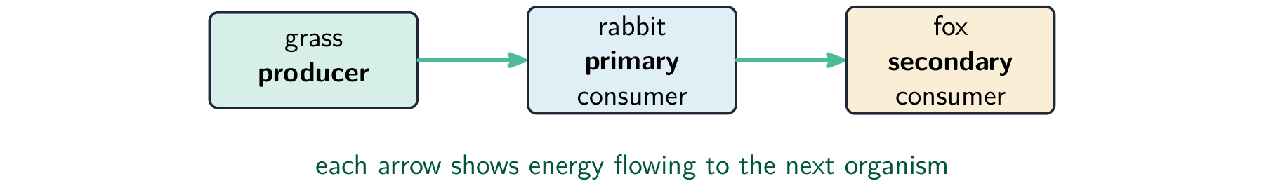 A food chain: grass (producer) to rabbit (primary consumer) to fox (secondary consumer), with arrows showing the energy flowing along the chain