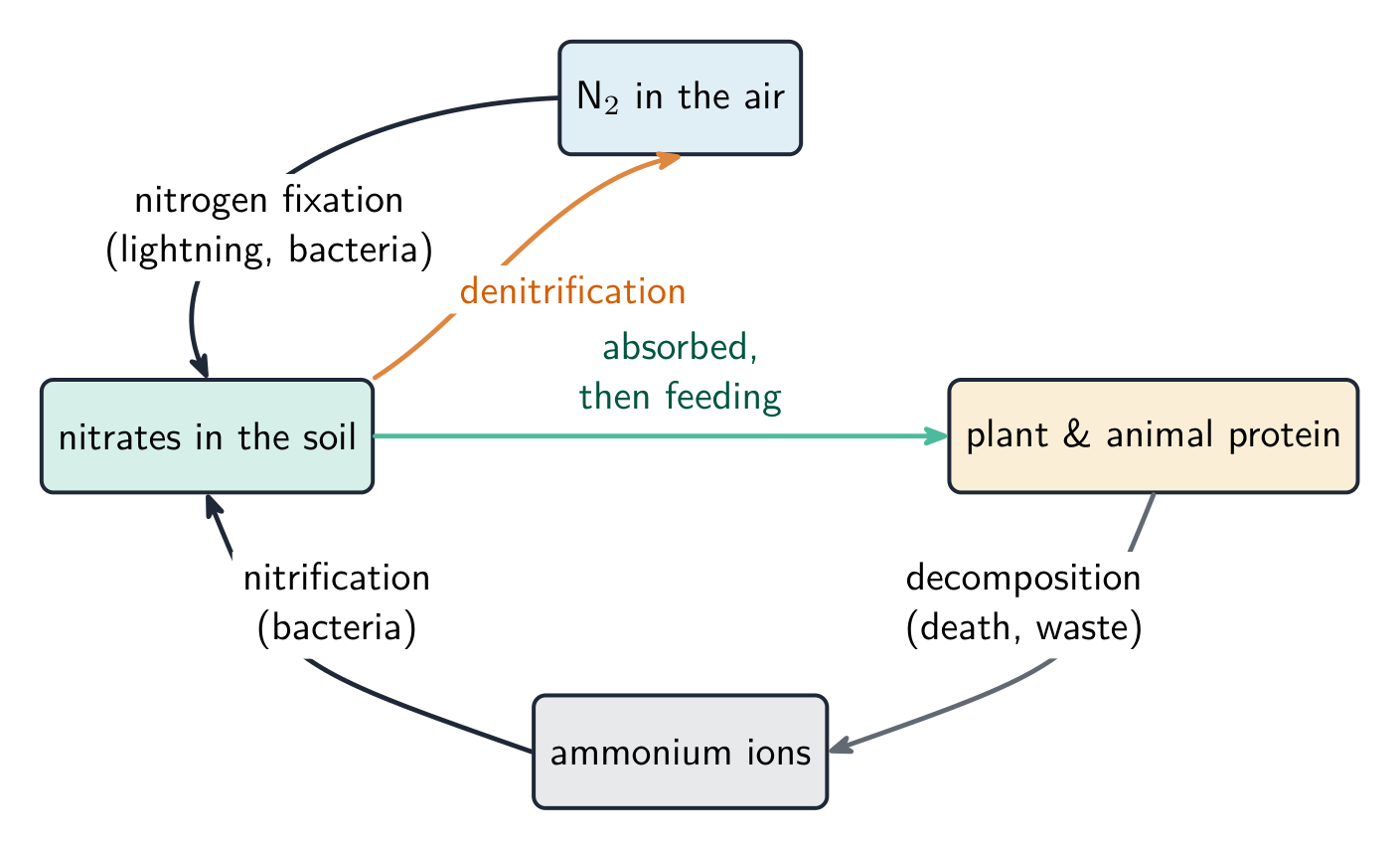 The nitrogen cycle: nitrogen fixation turns nitrogen gas into nitrates, plants absorb nitrates to make protein, decomposition makes ammonium ions, nitrification turns these back into nitrates, and denitrification returns nitrogen gas to the air