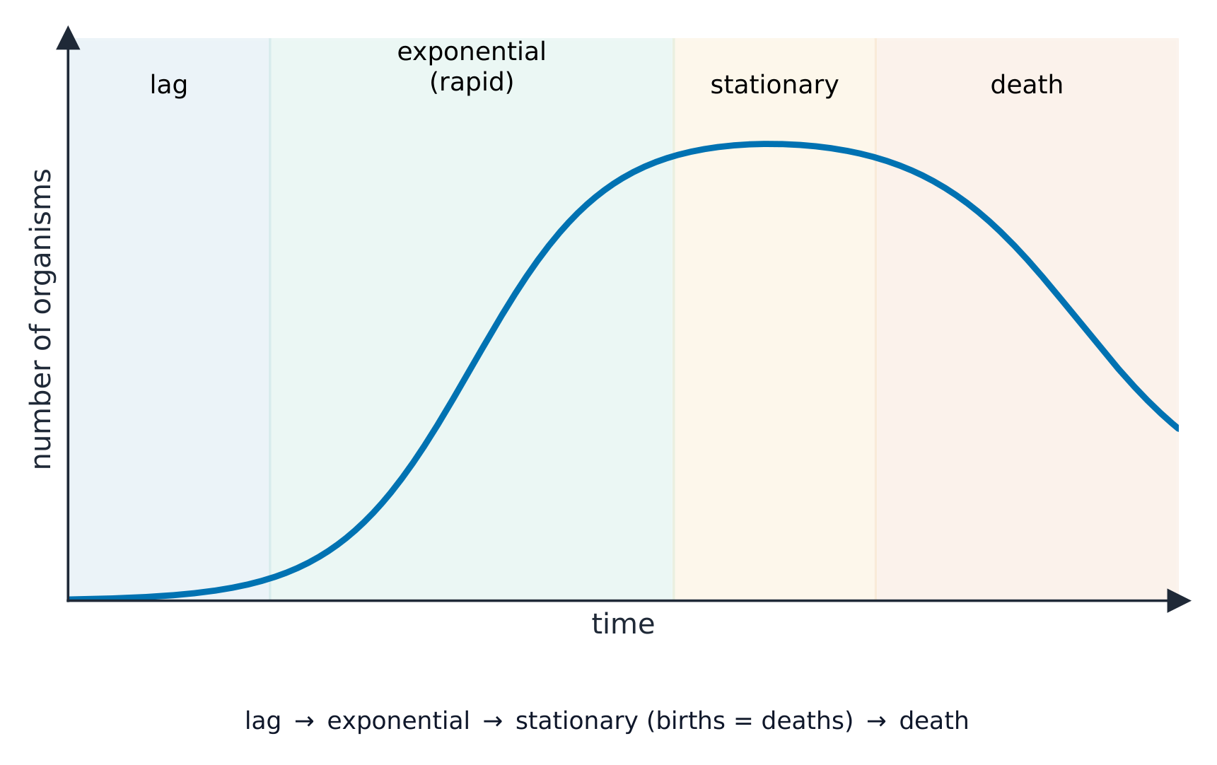 An S-shaped population growth curve over time, with four phases marked: a slow lag phase, a fast exponential phase, a level stationary phase, and a falling death phase