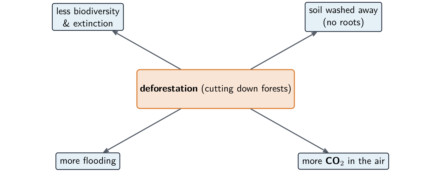 A hub diagram: deforestation leads to less biodiversity and extinction, soil washed away because there are no roots, more flooding, and more carbon dioxide in the air