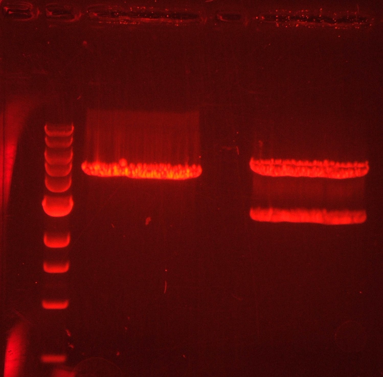 DNA fragments separated by gel electrophoresis appear as glowing bands