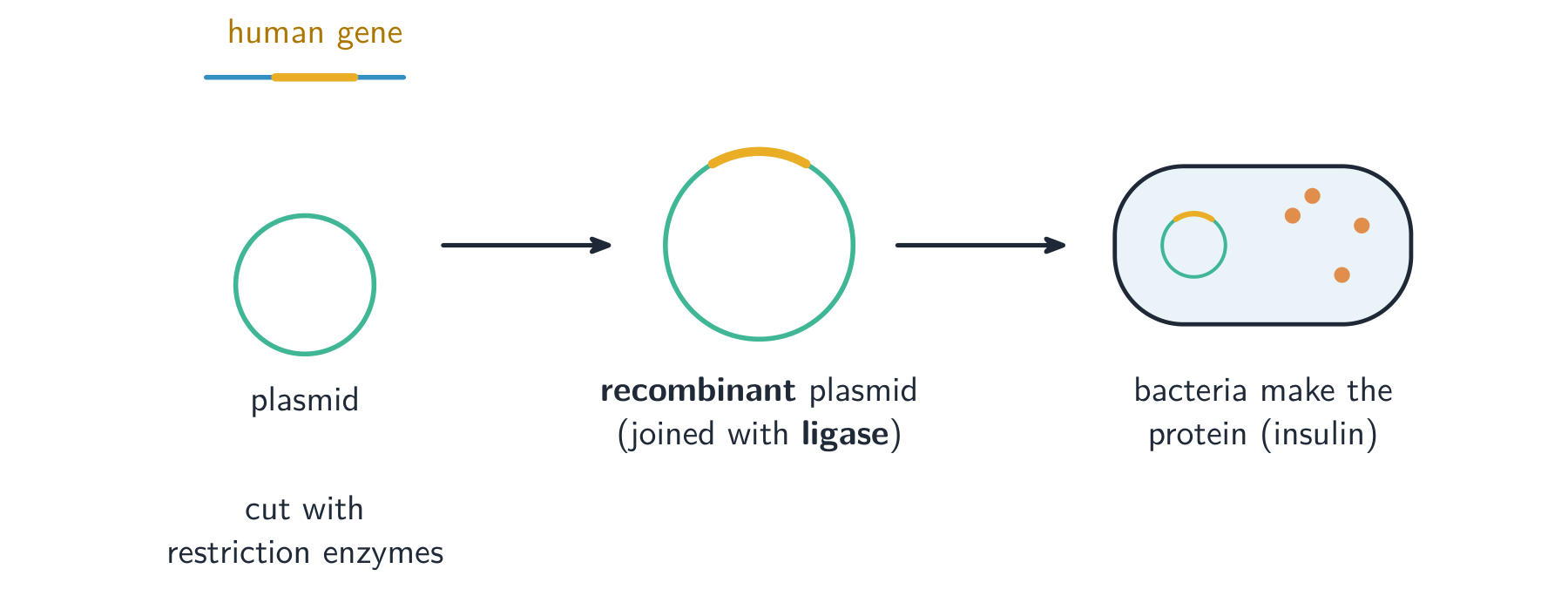 Genetic modification: a human gene is cut out and joined into a bacterial plasmid with ligase to make a recombinant plasmid, which is put into bacteria so they make the human protein