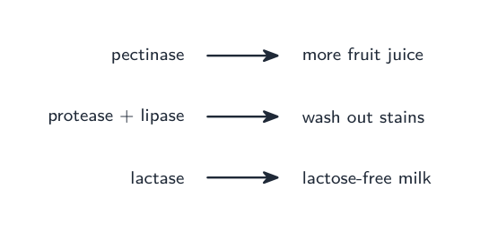 Pectinase gives more fruit juice; proteases and lipases wash out stains; lactase makes lactose-free milk