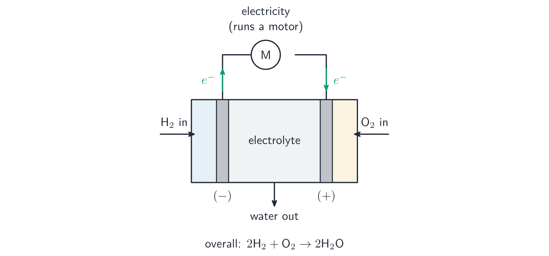 A hydrogen-oxygen fuel cell makes electricity, with water as the only product