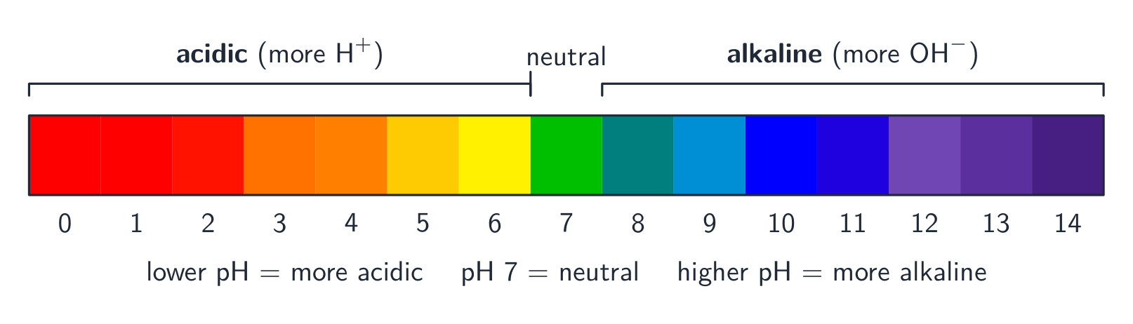 The pH scale from 0 to 14 coloured like universal indicator: red at the acidic end, green at neutral, purple at the alkaline end