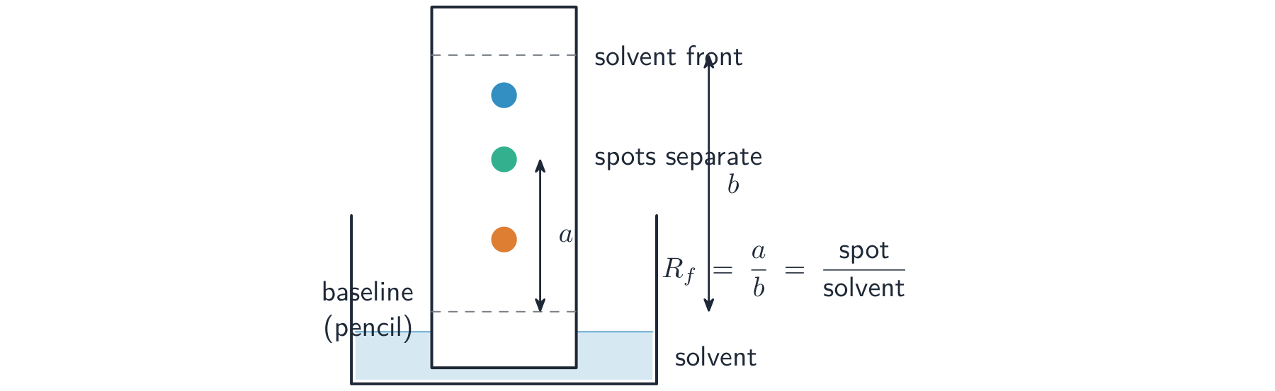 Chromatography paper standing in solvent, with a mixture on the baseline separating into spots that rise to different heights below the solvent front