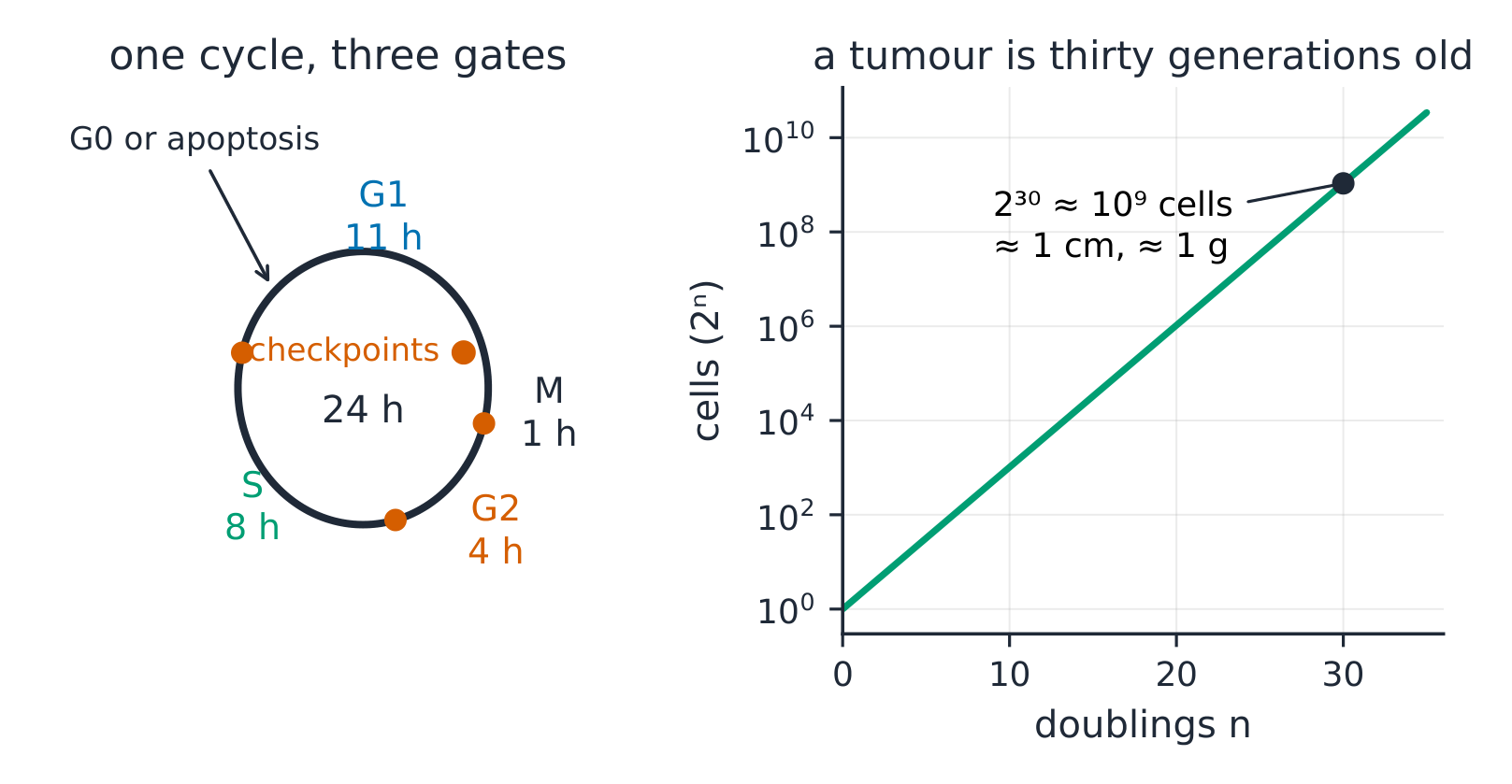 The cell cycle circle with its three checkpoints, beside the exponential doublings that make a 1 cm tumour thirty divisions old